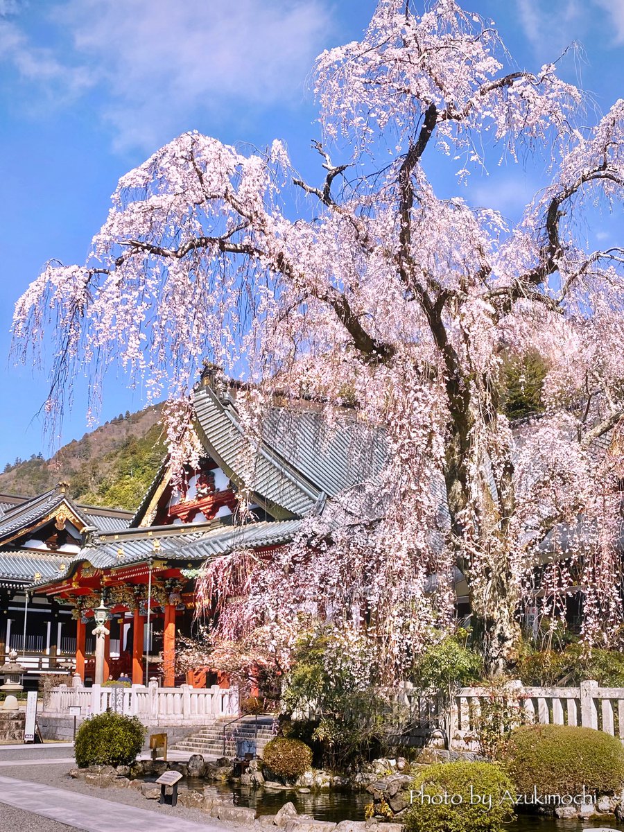 azukimochi_2nd's tweet photo. 身延山久遠寺の美しい枝垂れ桜🌸*:･ﾟ https://t.co/7kxm7hBNZc