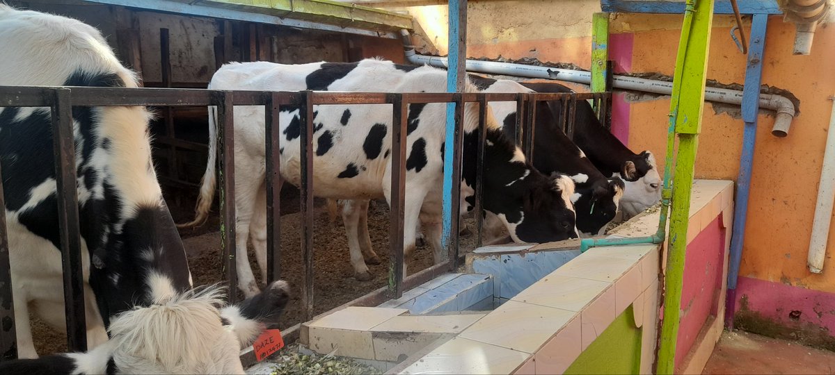 Quality 💯
Pedigree 2_3.5months incalf heifers ✅️
Available for rehoming ✅️
Served and confirmed with a sexed semen from superior bulls from worldwide sires✅️
#malisafi #digitalfarming #dairyisbusiness  
Lets engage on my line and orders your s too!!+254713802746