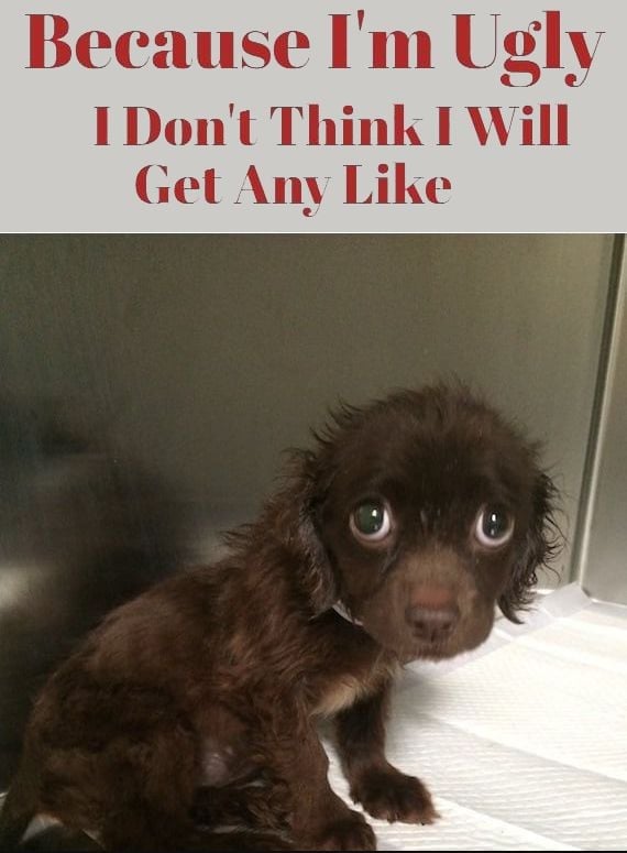 TweeetsOfDogs's tweet photo. ❤ https://t.co/lJmUHagD63