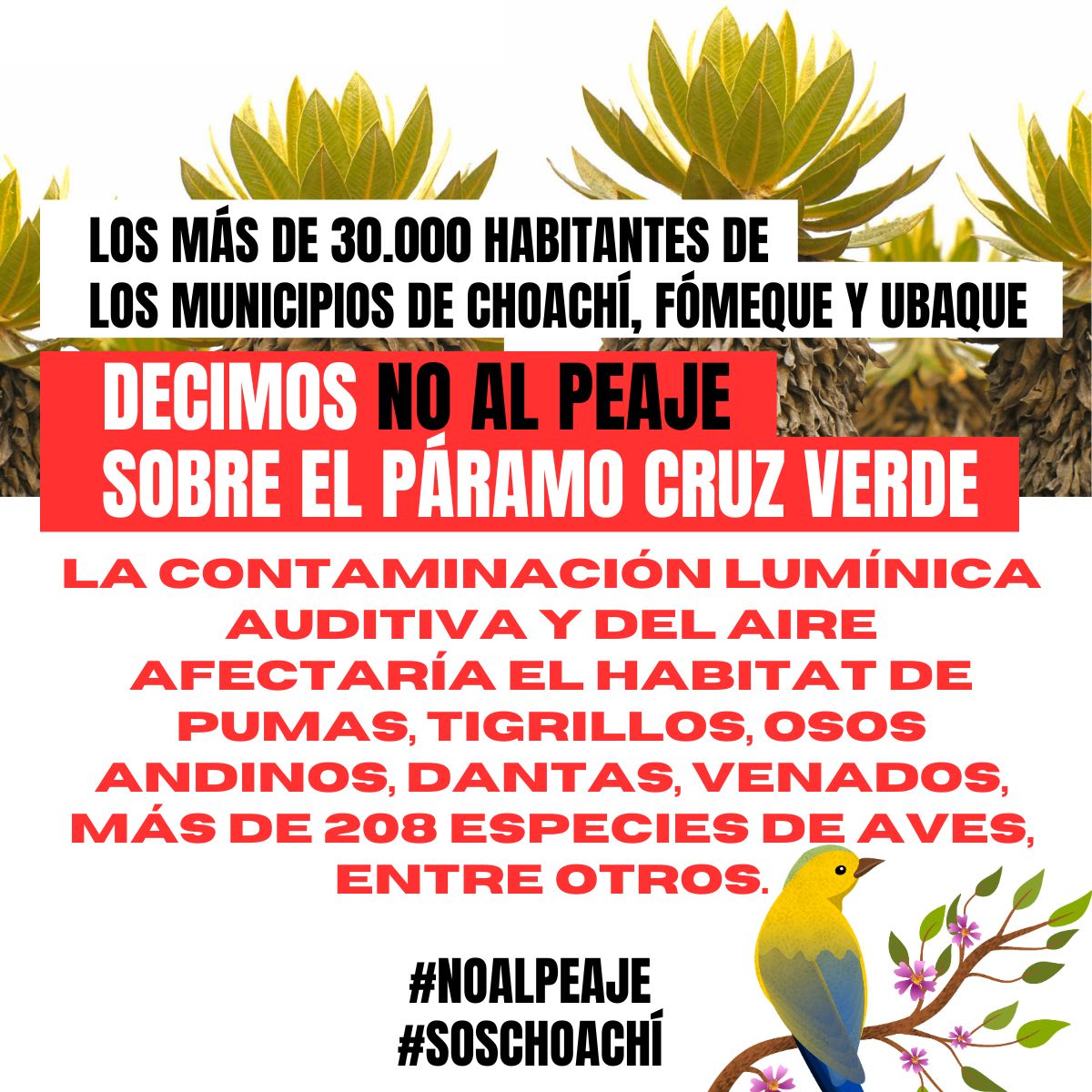 Los más de 30.000 habitantes de los municipios de Choachí, Fómeque y Ubaque NOS OPONEMOS ROTUNDAMENTE a la instalación del peaje en el páramo Cruz Verde, vía Bogotá - Choachí. #NoAlPeaje #SOSChoachí <a href="/ANI_Colombia/">Agencia Nacional de Infraestructura</a> <a href="/PerimetralOB/">Perimetral Oriental de Bogotá</a> <a href="/MinTransporteCo/">MinTransporte</a> <a href="/MinAmbienteCo/">MinAmbiente Colombia</a> <a href="/UltimaHoraCR/">ÚltimaHoraCaracol</a>