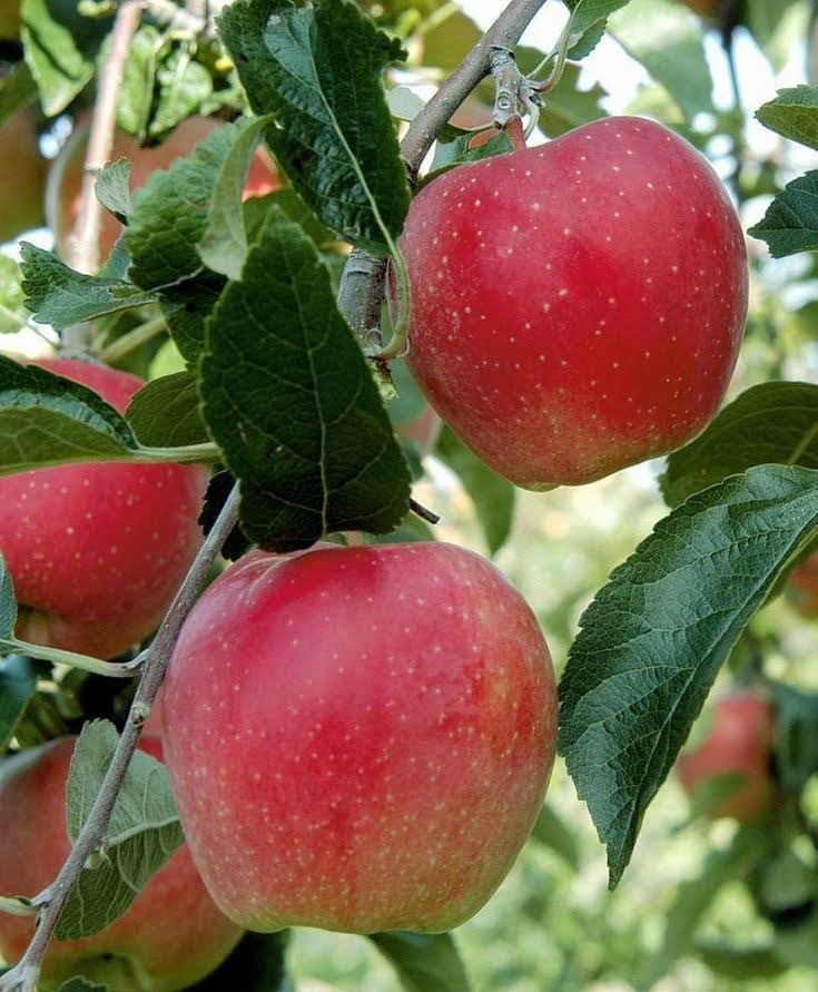 Dobar dan proleće uskoro🍎 Good day spring soon