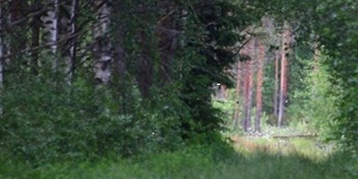 Yhteishaku alkaa ensi viikolla. Tulevaisuuttaan pohtivia nuoria voi johdatella polulle kohti metsäalaa vaikkapa vinkkaamalla tutustumaan Metsäalalle!-tietopakettiin x.com/metsakeskus/st… 
<a href="/metsakeskus/">Suomen metsäkeskus</a> 
<a href="/Sopo_ry/">Opinto-ohjaaja</a> 
#metsalalle