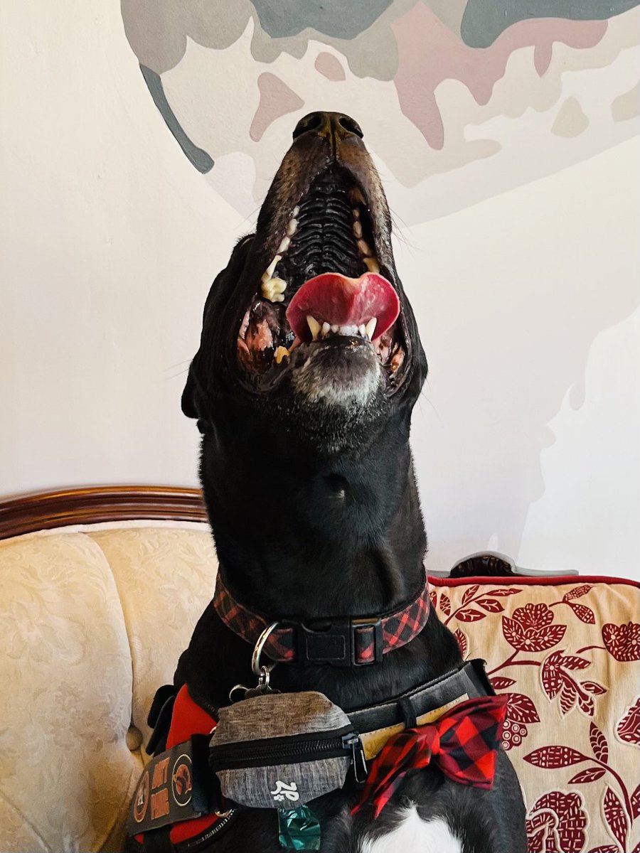 ᗩᑭOᒪᒪO & ᗩᖇIEᒪ🐾 tweet media