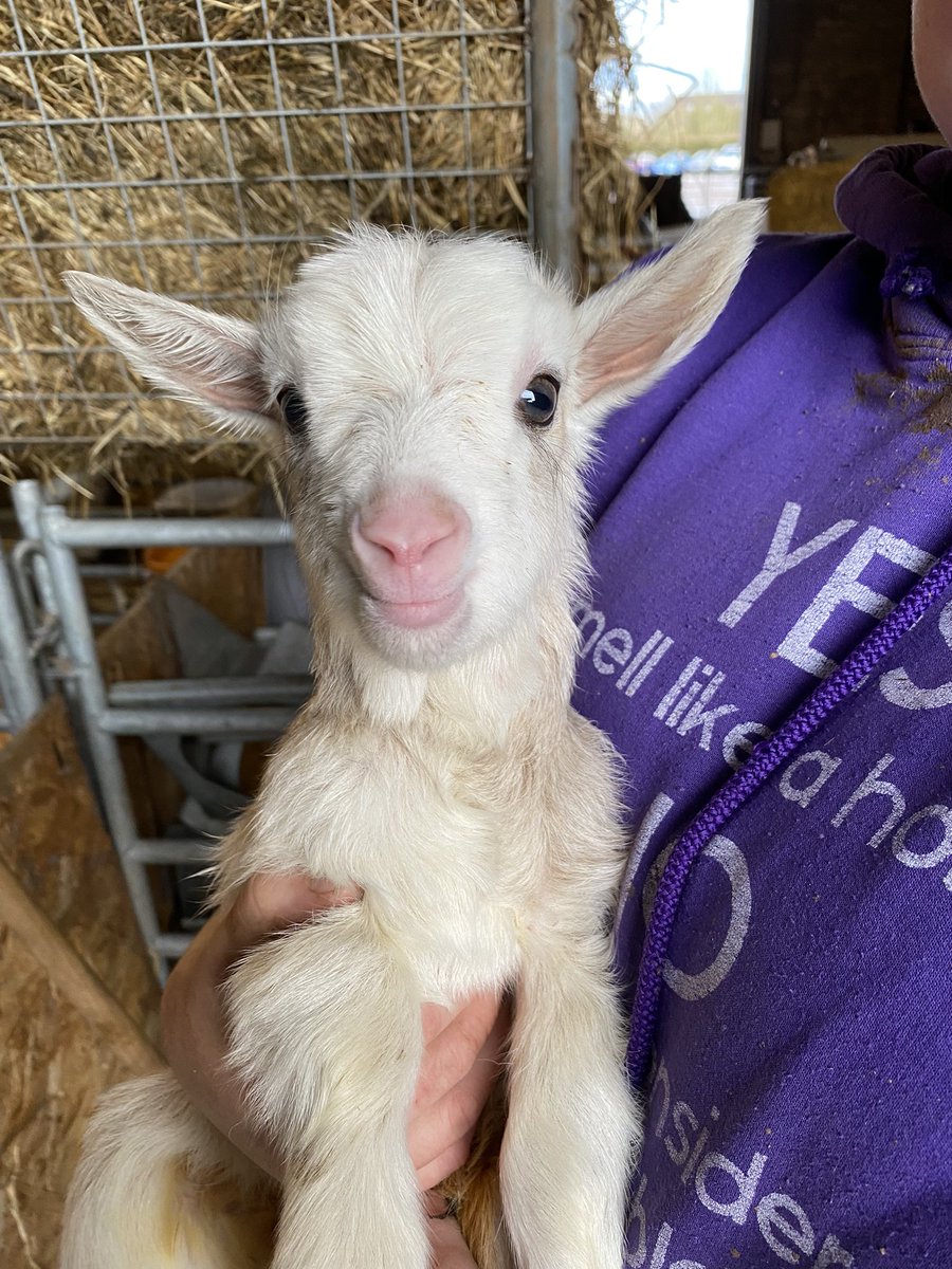 It’s been a week of highs and lows in our kidding shed. Only 4 pregnant Mums are left to kid now. We haven’t even had a minute to analyse our kidding data yet but must have around 80 newborns, most arrived over last 7 days. #kidding #goatsincoats #cashmeregoats #scottishcashmere