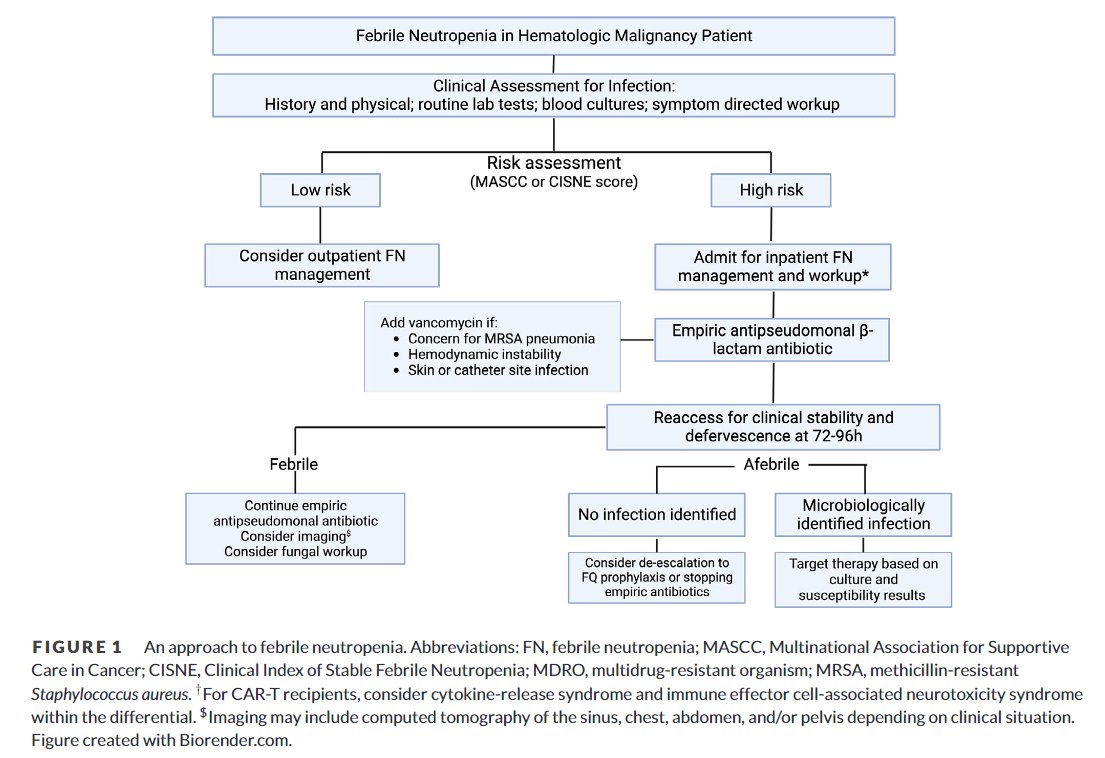 Miguelamorg's tweet photo. 🔵Neutropenia febril en paciente hematológico en tratamiento activo:

👉Cefepime o piper-tazo en 1er episodio alto R (MASCC o CISNE) 
👉Vanco empírica innecesaria sin sepsis, neumonía o BRC
👉Estudios publicados sobre desescalada antibiótica en NF

https://t.co/EzTPThyzJA https://t.co/H9l73HpNN1