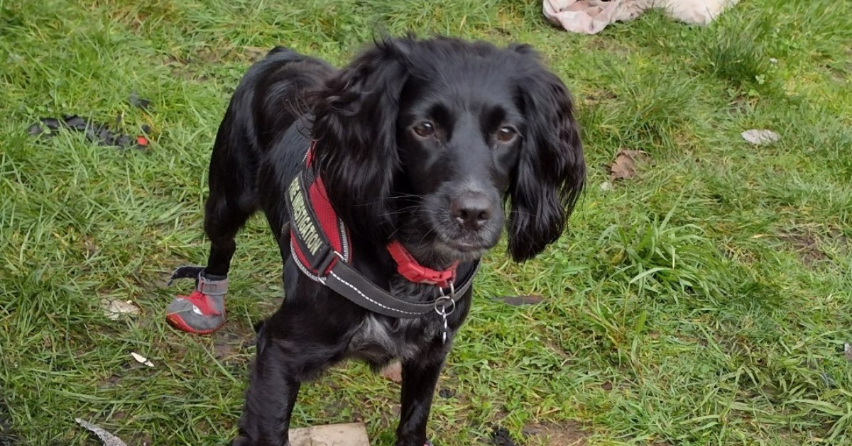 LincsPolice's tweet photo. Two police officers helped rescue two teenagers who were asleep in a property which was on fire after they spotted the blaze on routine patrols. Fire Service hydrocarbon dog Ginny helped determine the fire was not deliberate. Read the full story: https://t.co/dZECM2WJNB https://t.co/ofB151ecXr