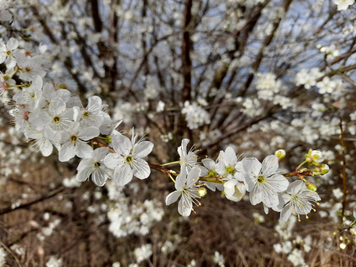 Spring arrived on the reserve with a bang yesterday (15 February) when we spotted a Peacock butterfly in Brandon Fen, then a female Brimstone around the Visitor Centre. There were lots of honeybees and bumblebees on the flowering Blackthorn too!