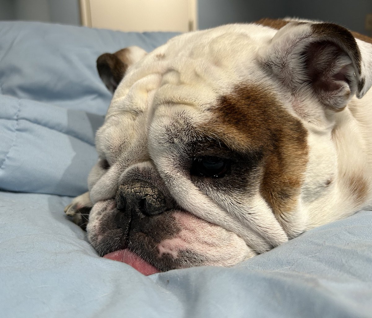 I love when Mama runs her fingers through my fur but apparently standing on her head with all four paws in her hair at 5am is a big NO LIZZIE with a mean voice then Daddy puts me on the foot of the bed and honestly, who can keep up with these humans and their arbitrary rules?!