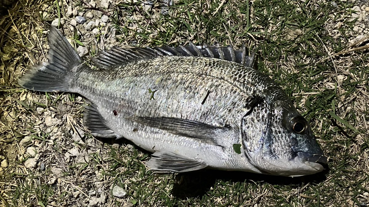 ミナミクロダイ