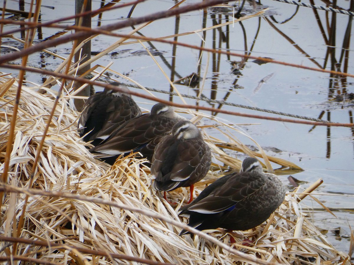 凹 (@gozashiki1973ga) on Twitter photo 