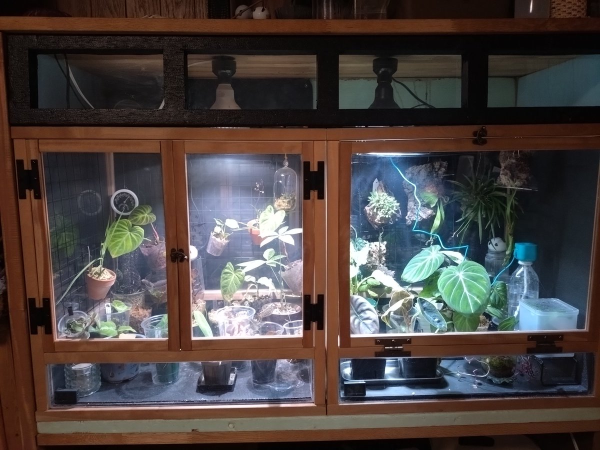 unchaineddog909's tweet photo. 植物も
マイペースで楽しんでます
細々と https://t.co/9HUFXvJMMY