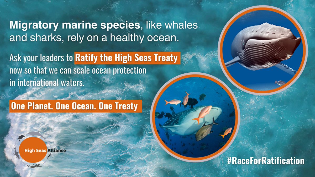 📢  #CMSCOP14 highlights why we need to ratifiy the #HighSeasTreaty swiftly!

🐋 We can protect marine #migratoryspecies by establishing networks of High Seas Marine Protected Areas.

Science says these 8️⃣ #HighSeas hotspots need urgent protection! mpa.highseasalliance.org