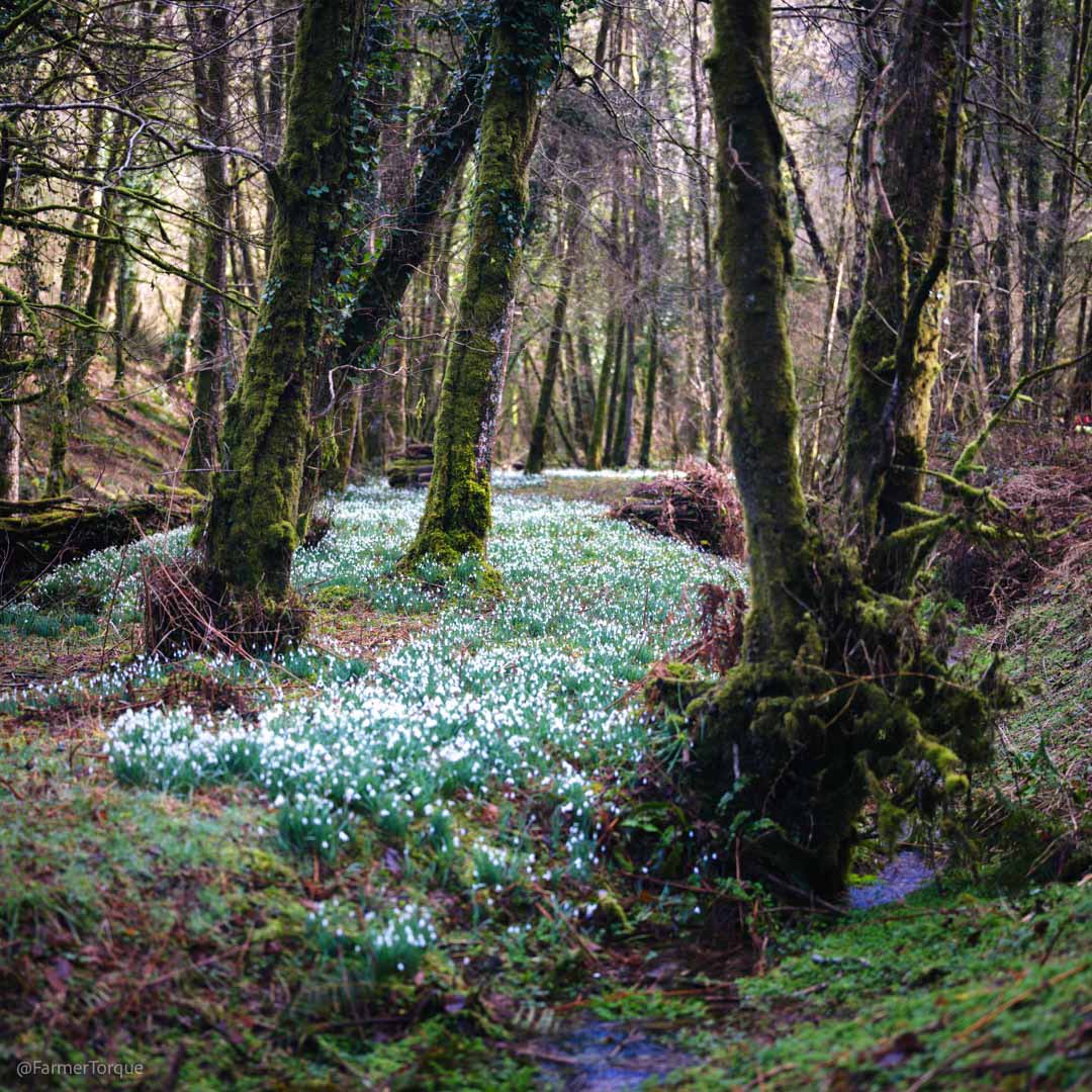 farmertorque's tweet photo. @AP_Magazine Snowdrop valley, Exmoor
#focusfriday https://t.co/AKWwJkHtfB