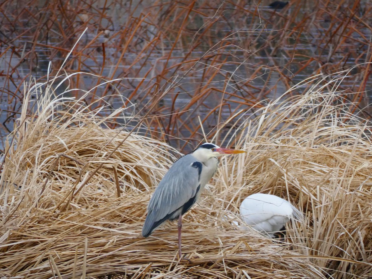 島になってる場所でワッチ中のひと。