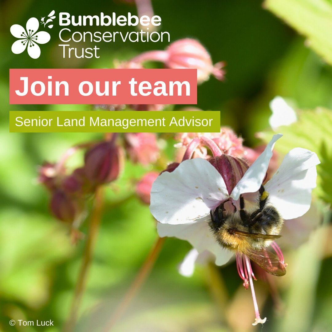 BumblebeeTrust's tweet image. We are looking for a Senior Land Management Advisor to play a vital role in enhancing bumblebee habitat through our land management consultancy work 🐝

🕒 Full-time (35 hours per week), permanent position
📍 Home-based
📅 Monday 4 March

Full details 👉🏾 ow.ly/7Mv050Qybpj