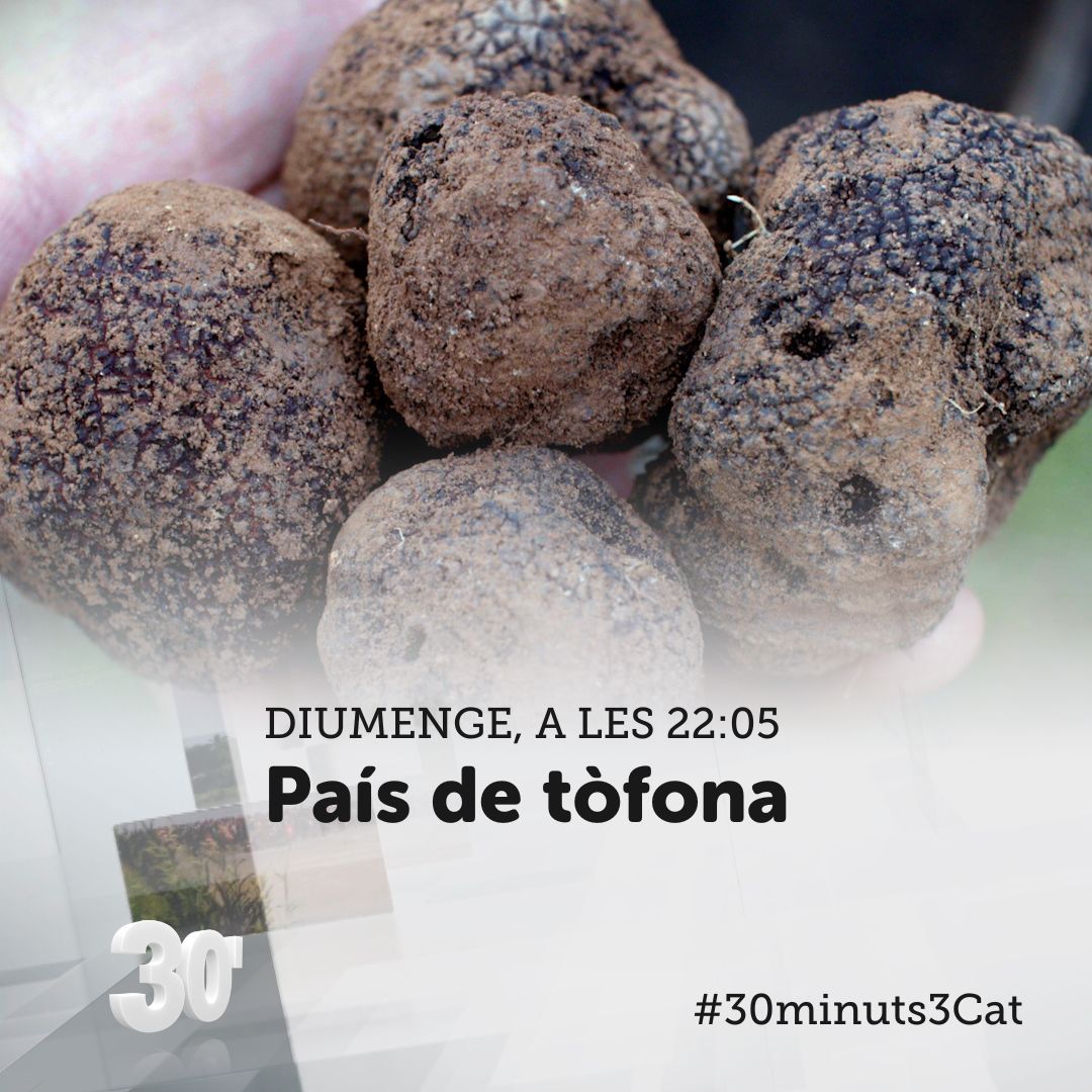 ⏳Avui, a @som3cat 'País de tòfona' @elsabeth_pr La producció i exportació de la #Tòfona3Cat a Catalunya viu un moment excepcional. Pagesos, científics i cuiners ens revelen els secrets que guarda aquest exquisit fong, que s’amaga sota terra 🔗tv3.video/30mTofona