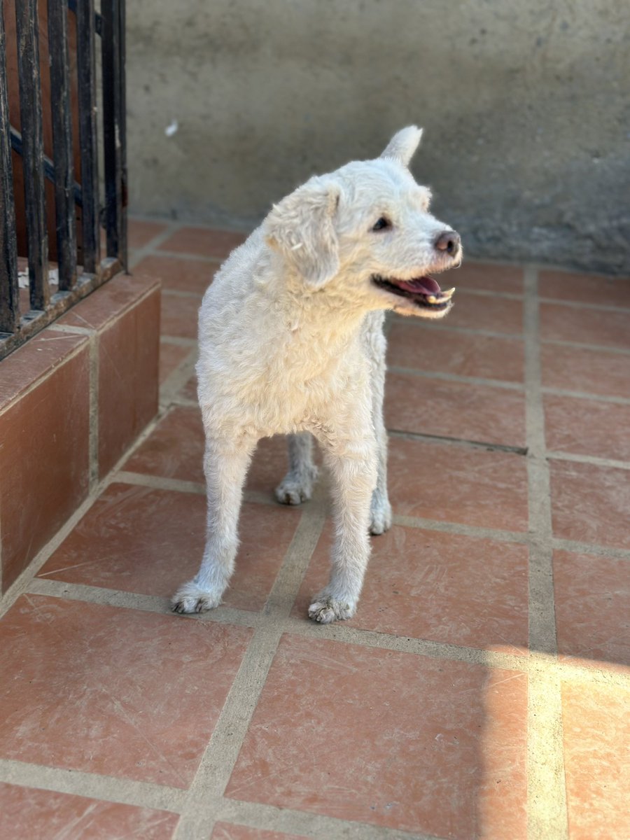 ayudemosapluto's tweet photo. The weekend is here and #TobyAP knows it 🥰♥️ We are still looking for sponsors to support us with the payment of the land corresponding to the month of March 🏡 We are missing $600 🤞🏻 Can you help us? It doesn't matter how much you can donate, for us it all adds up 🐶🐾🐾 https://t.co/wBZlb48grH