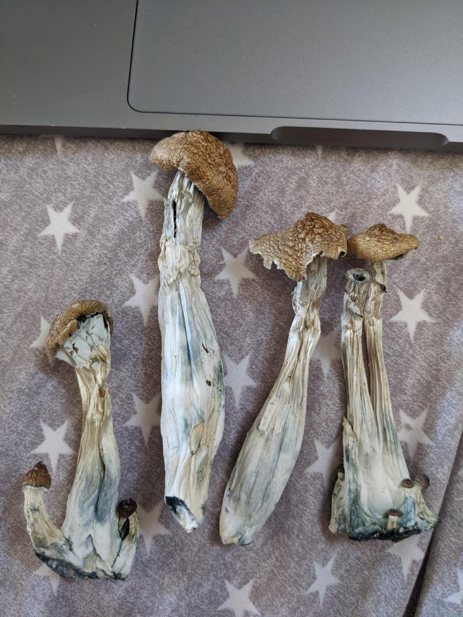LSD_LabTH's tweet photo. LSD Lab👨🏻‍🔬ทวิตเก่าบินรีวิวแน่นๆสนใจสั่งจิ้ม👉https://t.co/MhWHcjohol👨🏻‍🔬
-LSD 👅
-เห็ด แบบดอกจี,แบบช็อกโกแลต🍄
-DMT Gละ1,900฿🧪
ยินดีให้คำปรึกษามือใหม่อยากลองหาประสบการณ์เรื่อง trip LineID:stonergh 🌏
#dmt #acid #lsd #shrooms #เห็ดเมา #เห็ดเมากรุงเทพ #แคปชั่น #แคปชั่นเด็ด #หาค่าหอ https://t.co/9tml5gYojN