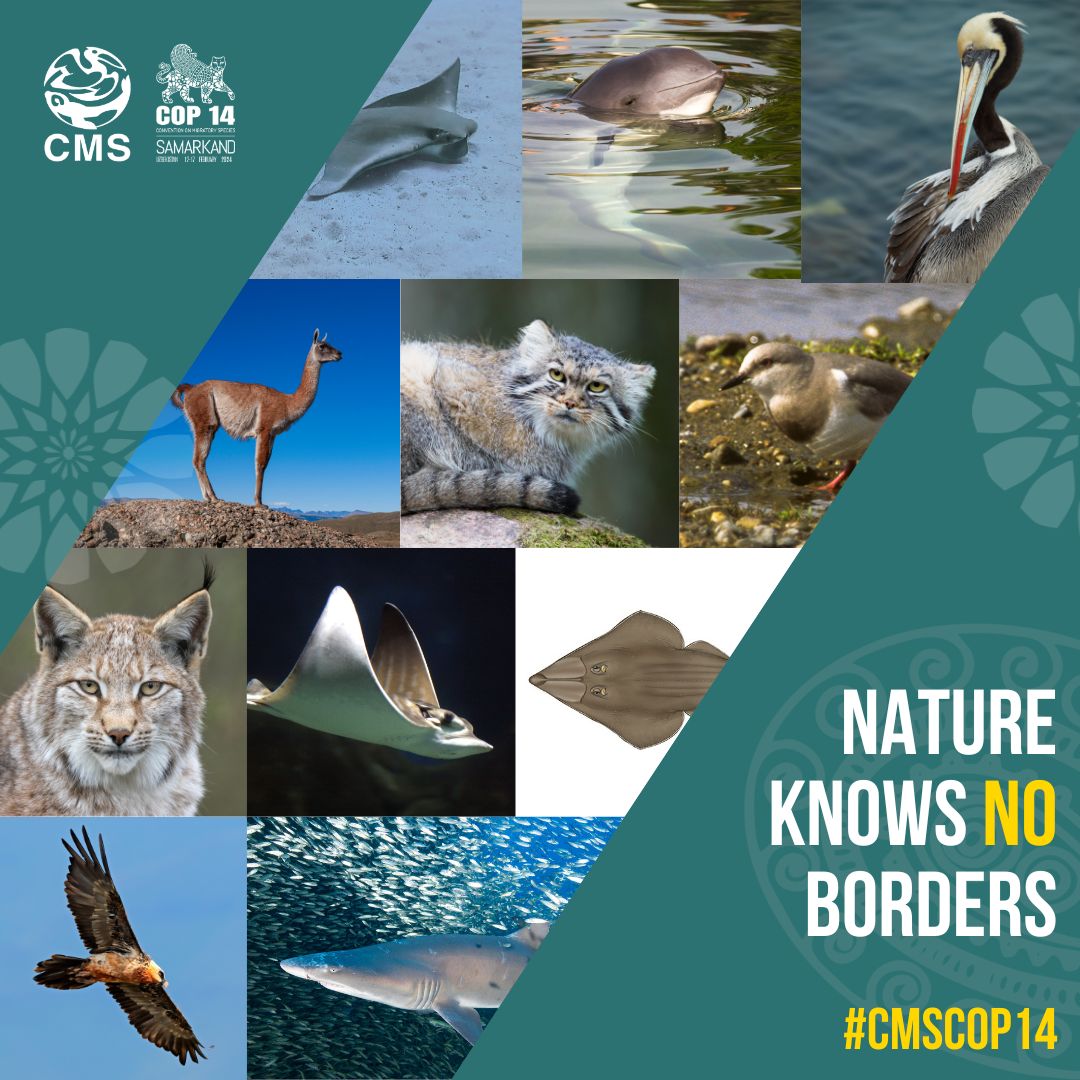 75% of the migratory species are suffering due to habitat loss and degradation 💔 The UN Wildlife Conservation Conference, #CMSCOP14 highlights the urgent need for global collaboration to conserve #MigratorySpecies and their habitats, defining how the protection and restoration…