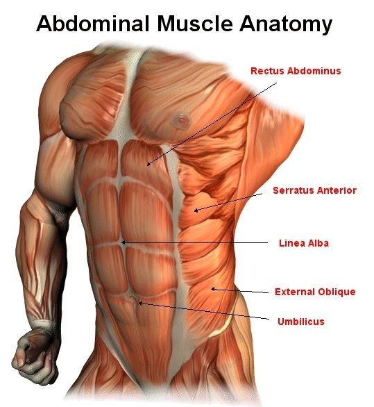 dailyjkpraise's tweet photo. We all know that Jungkook has the hottest body in the industry but seeing his serratus anterior that appeared only on athletics which is so rare speaking volumes how perfect body he has! Insane🔥 https://t.co/1mIpQCZlrQ