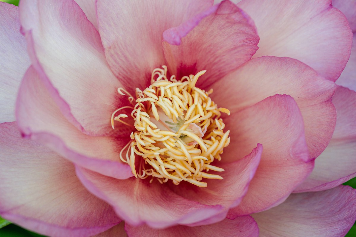 As Winter begins to wane, surely it must be time to plant Peony tubers for a promising bloom, right? WRONG! Address common misconceptions &amp; learn helpful tips &amp; tricks for foolproof Peony-rearing, all covered in this new libguide 📖 brnw.ch/peo #NYBGscience 🌸 🌱