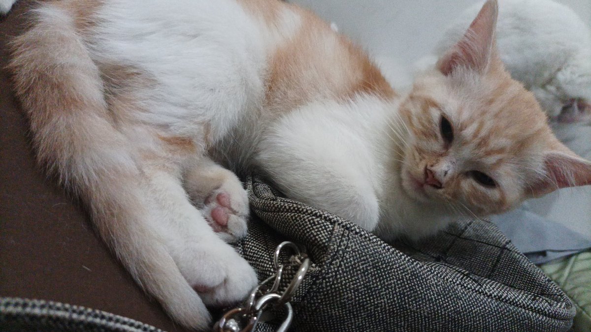 _aisyahanifah's tweet photo. Kak yang tanya kucingnya masih ada 1 lagi ya kak yang free adopt, 

Adopter nya cancel adopsi karena lagi sibuk kerjaan.. 

 Kucing betina persia mixdom, Bulunya halus kek mamanya, Udah litter box training
@kochengfs @LetsAdoptInd https://t.co/4G0JN9LpDK