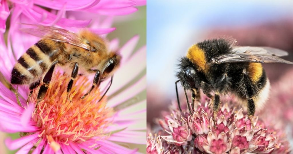 APSIDKe's tweet photo. Honey bees and wild bees,partners in pollination perfection .In agroecology, we cherish both these vital pollinators recognizing their unique strengths and contributions to our food systems.  #Agroecology #PollinatorPartnership #BeeDiversity. https://t.co/iqAcN7yXiE