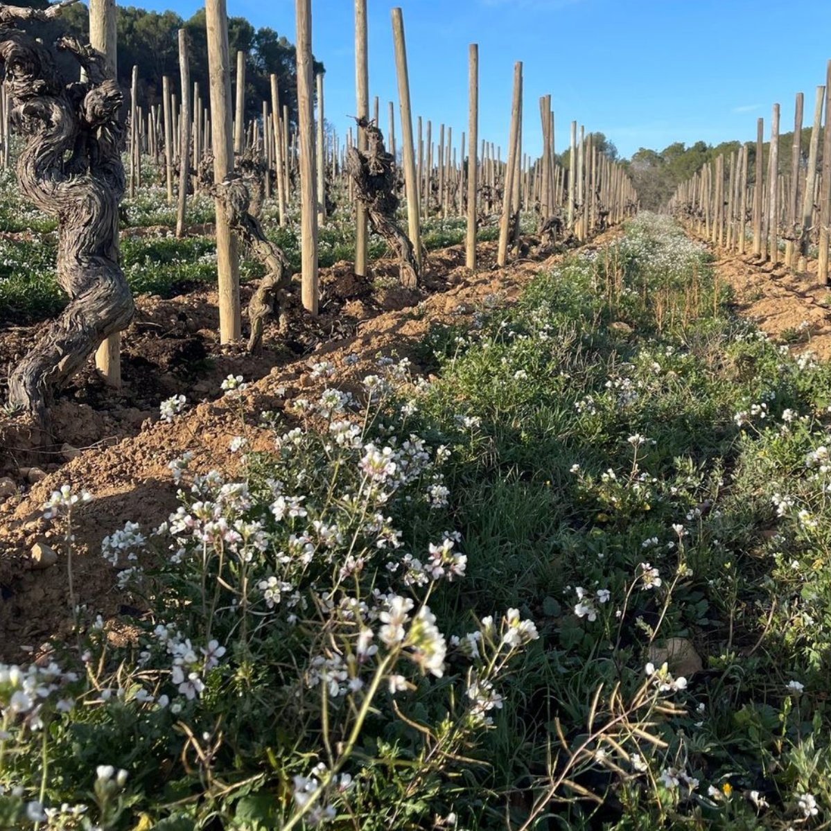 [Cubiertas vegetales]

🌱Nos ayuda a estructurar el suelo en los #viñedos

🌿Aportan materia #orgánica al suelo porque son un abono verde. 

💧Mantienen la humedad superficial y el agua en el suelo
 
🪱Crean más biodiversidad en el suelo