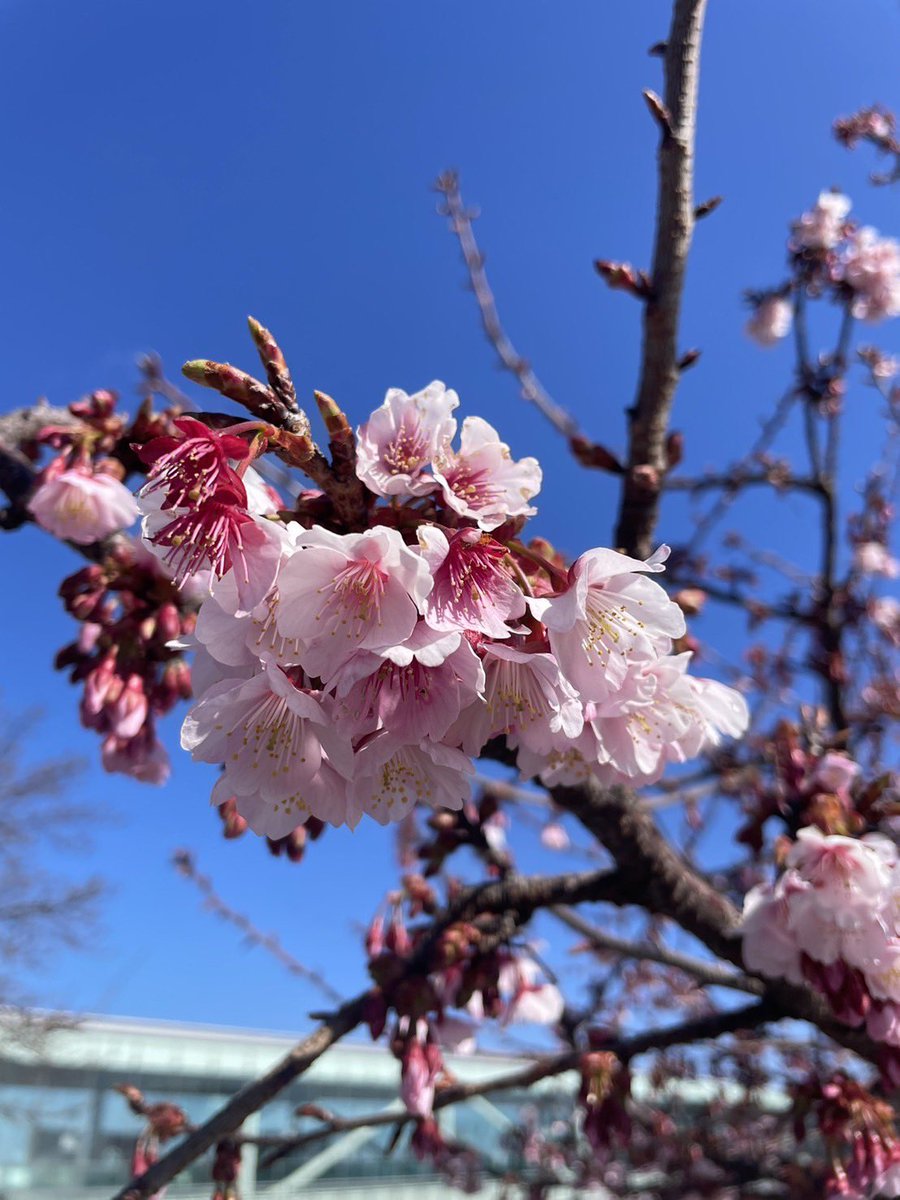 finding_hitachi's tweet photo. まもなく見頃を迎える #日立紅寒桜🌸
一重咲きで淡紫ピンク色の花が特徴で、日立駅前の他にかみね公園、多賀市民プラザなどでもその綺麗な姿を見ることができます◎
皆さんもひと足先に春の訪れを楽しんでみてはいかがでしょうか？
※写真は2/12に撮影
#findinghitachi #日立駅 #桜 #日立市 https://t.co/OO3CXBbs7m