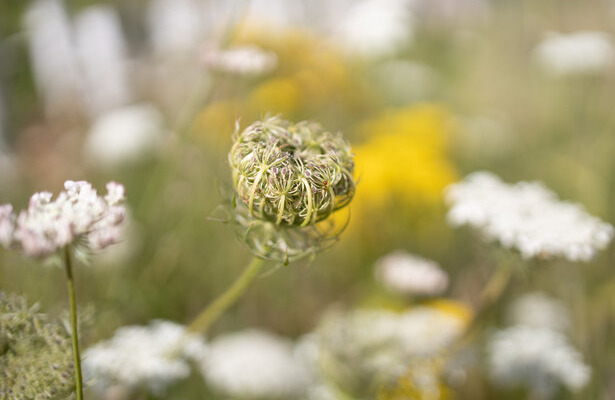 📢We're currently developing Greater Manchester's first plan for nature and would like to hear your views on priority actions for nature recovery across the city-region 💚

Share your thoughts here: gmconsult.org/environment-te… #GMGreenCity