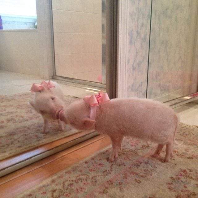 Aren't pigs just gorgeous?