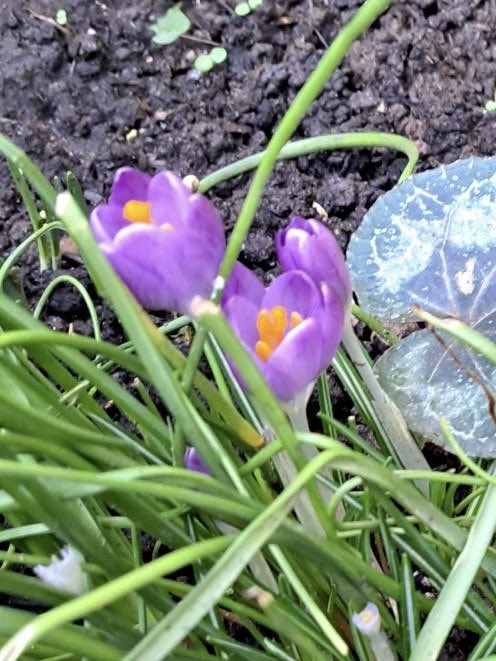 Yes, our purple crocuses are all over the place💜💜💜, raising awareness of polio & Rotary’s efforts to eradicate the disease. Latest pics courtesy of our President Rosemary Doyle! 
Have u spotted any? Do share! #purple4polio #endpolionow #poliocrocuses #rotarypolio #canterbury