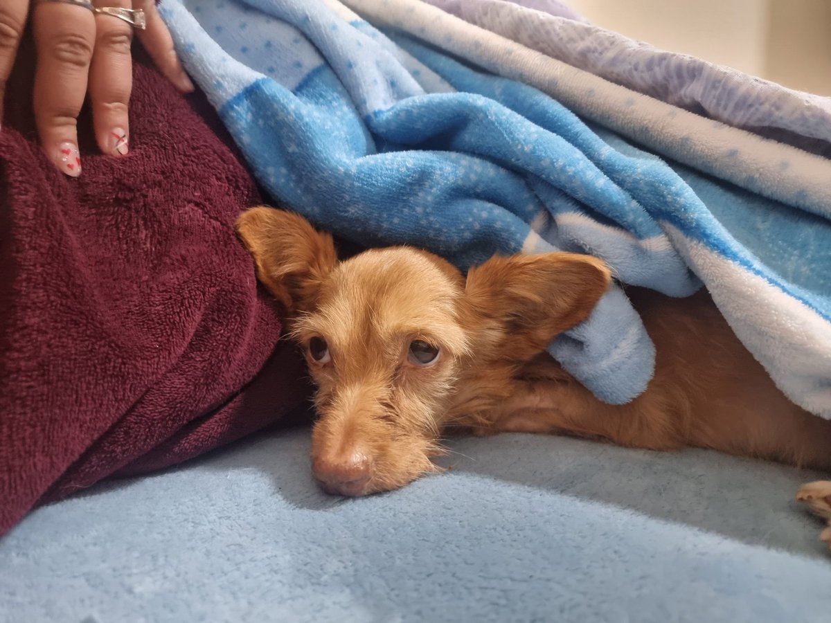 Hoy se murió mi primera perra mi perrita más fiel, siempre te querré mi querida linda, fuiste parte de mi vida y el amor que te tenía es inexplicable gracias por estos 11 años