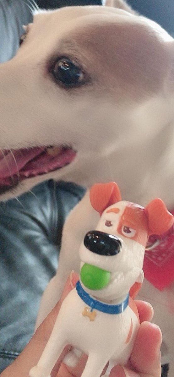 fu_riri's tweet photo. テレビ📺で映画「ペット2」やってる・・マックス🐶がトム🐶そっくりすぎる🥺
#Pets2 #jackrussellterrier https://t.co/Io5HFkp5ib