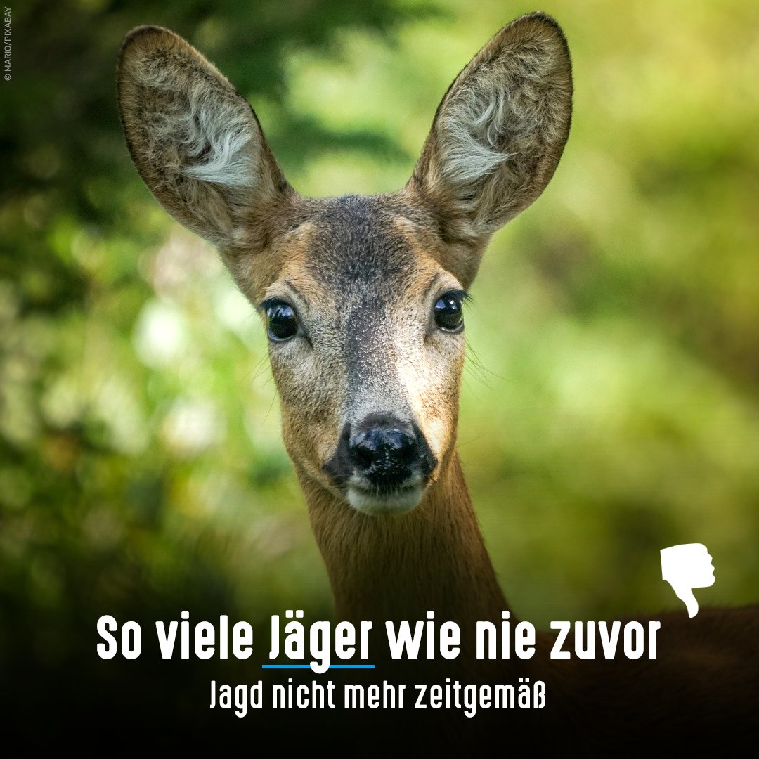 tierschutz_bund's tweet photo. Trauriger Rekord: Bundesweit gibt es fast 436.000 Jagdscheinbesitzer. So viele wie nie zuvor. Aus Tierschutzsicht gibt es keinen Grund für Jagd als Freizeitspaß. Wenn es sie aber weiter geben soll, muss zumindest das Bundesjagdgesetz reformiert werden: https://t.co/slJ1kfX3Q1

👇 https://t.co/fd8Nk1rkr7