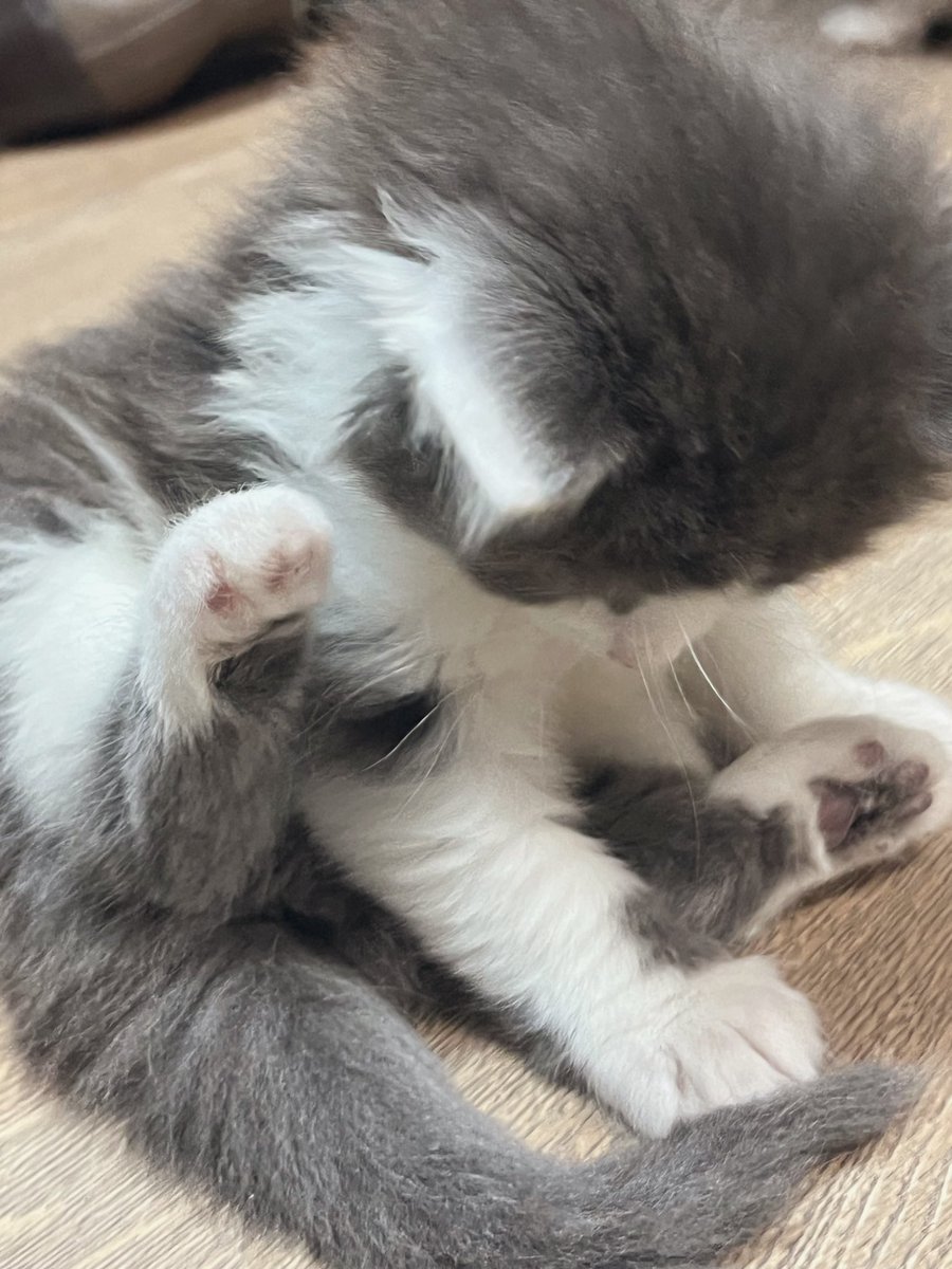 Cleaning. No, playing. Actually cleaning. But wait, there’s my tail!  #Lincoln #kittens #CatsOfX #CatsOfTwitter