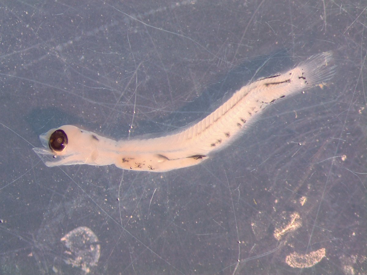 SAERI_FI's tweet photo. 🤩A highlight from 2023 for PhD student Rhian Taylor, whose project is looking at zooplankton and ichthyoplankton (fish larvae) here in the #Falklands was identifying two different species of lantern fish (that live in the deep sea as adults!) using DNA barcoding 🧬🐟
#DPLUS148 https://t.co/th3ibVrDL1