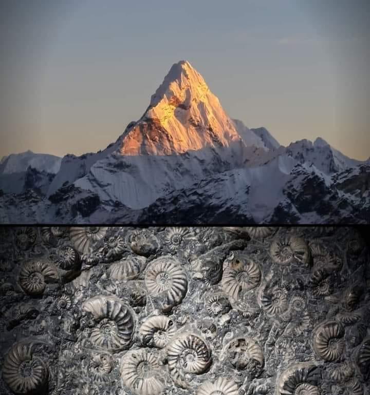 En la punta del Monte Everest se encontró caliza marina y fósiles de cefalópodos, trilobites, braquiópodos, etc., dando a entender que el punto más alto de la Tierra fue en algún momento parte del fondo marino.