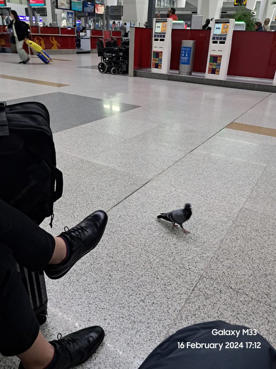 Manisha40664680's tweet photo. Pigeon  at T3 ... https://t.co/UUR5Oydf9i