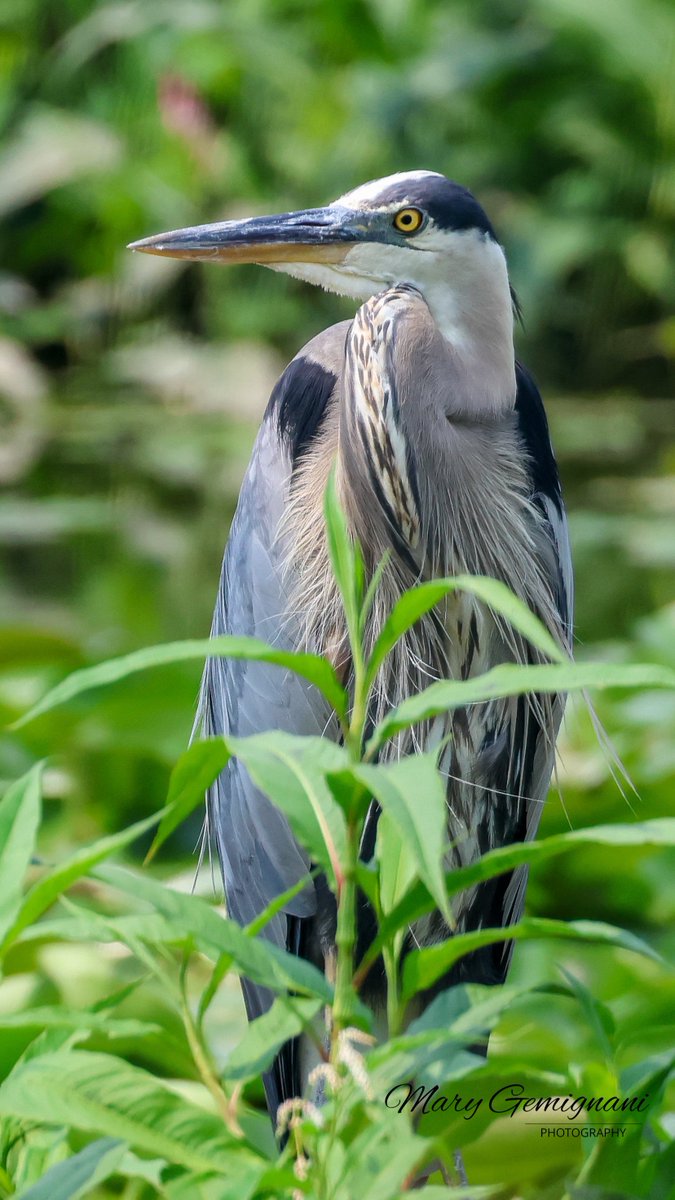 MaryGemignani's tweet photo. I am glad I had a good birding year last season and have ample archives, because it’s still winter in Wisconsin. Here’s another shot of the Great Blue Heron. It shows a nice view of the feather pattern on his neck. https://t.co/z24lWSIri0