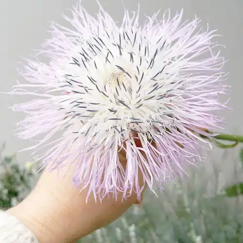 EmotionXpert's tweet photo. Centaurea Americana
Centaurea Yankee folklore, usually known as American basketflower, is a wildflower local to North America. With dynamic purple blossoms, it draws in pollinators. Learn more at https://t.co/nWP2TzI7ZU. 
#Wildflowers #FLOWER https://t.co/dwZSFSt1z2