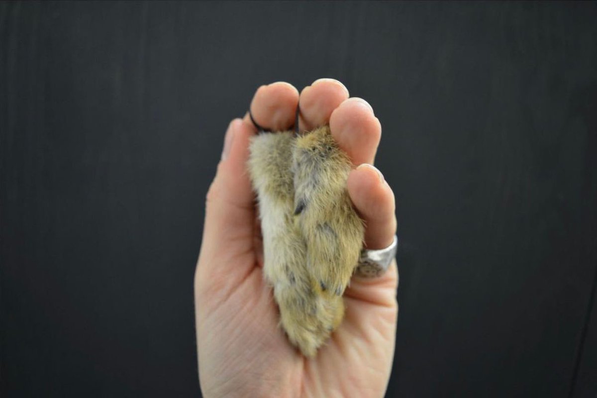 Need a little good luck? 🍀🐇

Our resident taxidermist has just announced her first workshop in her beautiful studio - a traditional good luck talisman (rabbits feet) ❤️

Find more information follow the link: hotwallsstudios.co.uk/events/taxider…

#HotwallsStudios