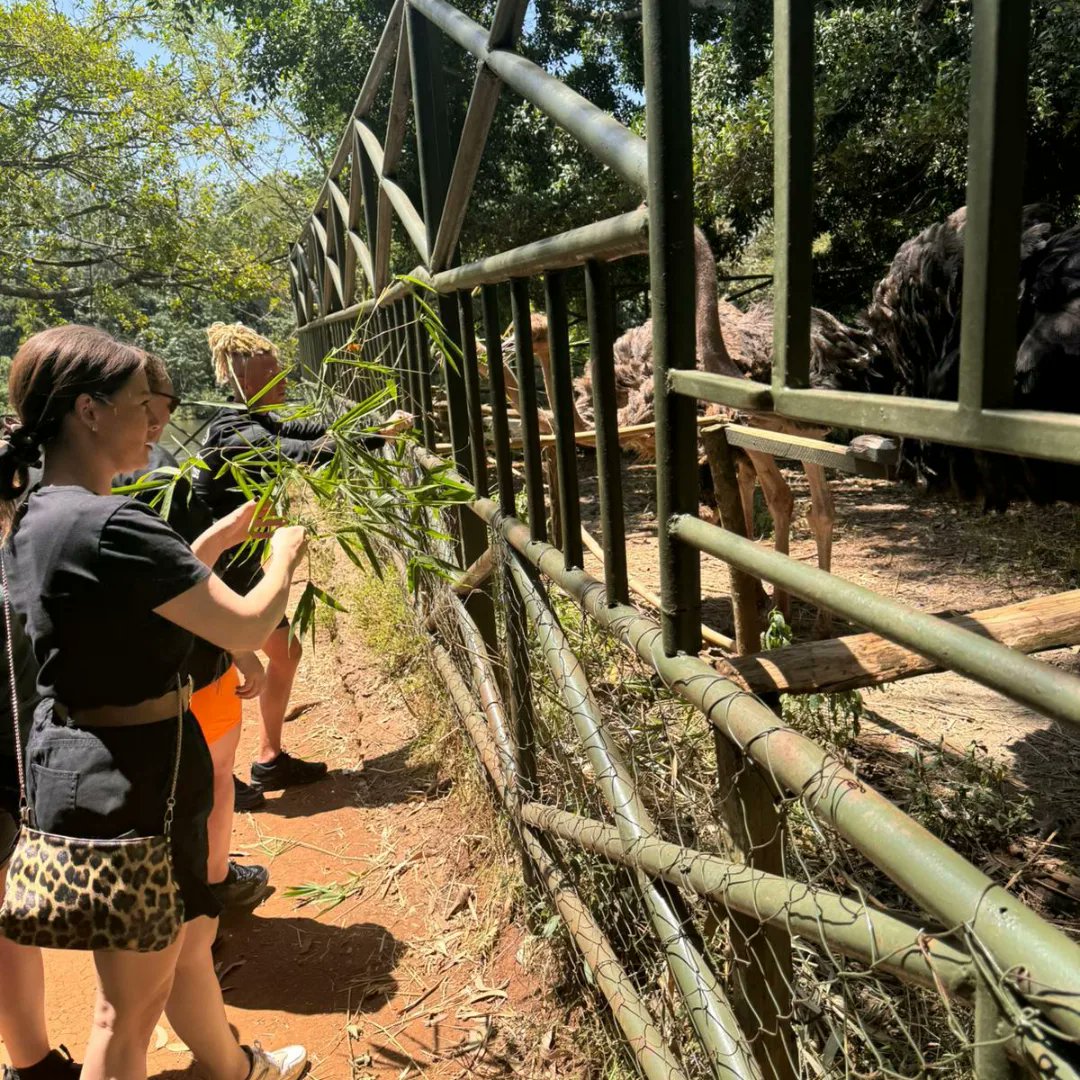 turacoadventure's tweet photo. Sun kissed afternoon excursions🎉🥳 🗣️ 😍..............

Join us in our next trip👏🏾🤸🏾‍♂️👌🏾🌞🌄. 

Call us: +254 722 821390

#turacoadventure 
#wildlife#nature #wildlifephotography #naturephotography#birds #photography #animals#bird #naturelovers#wild#animal #birdsofinstagram https://t.co/iE6PXEcueG