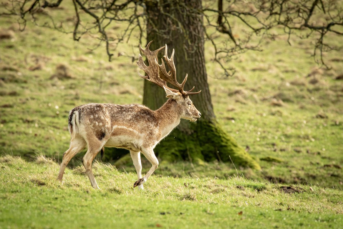 Fallow Friday! Gorgeous fallow deer in the sun yesterday on the #Chatsworth estate. @ChatsworthHouse Mainly up there admiring the trees but when these guys are just there in front of you it's magic, especially on a sunny morning!