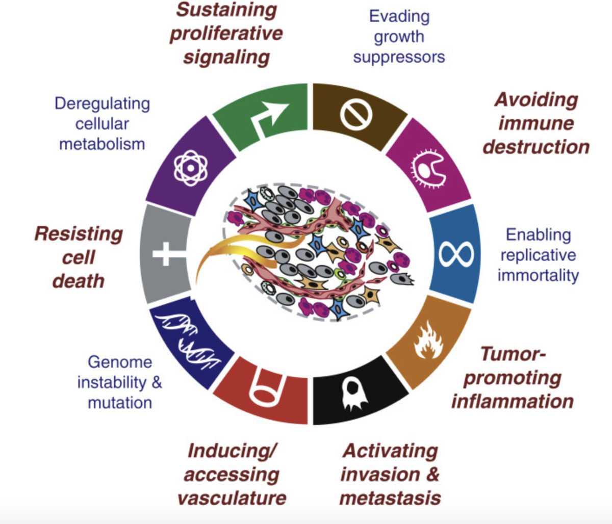 Yay something I can talk about. Cancer cells are cells that abnormally proliferate into either solid tumours, or these cells can flood the circulatory system. The biological capabilities of cells to turn neoplastic are many and complex. We call them the Hallmarks of Cancer.