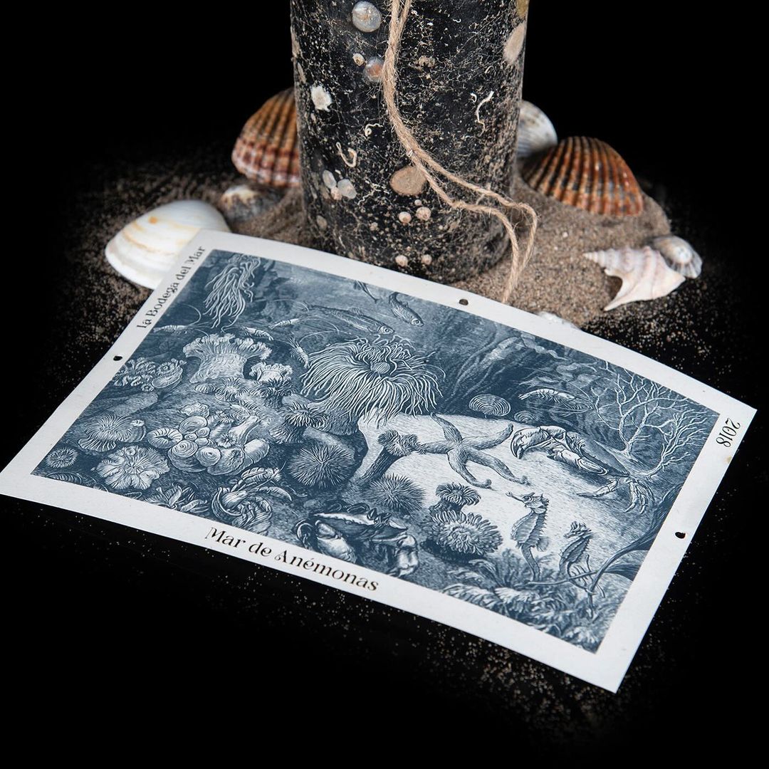 <a href="/JaviGardunoEdD/">Javier Garduño EdD</a>'s #packagingdesign for Mar de Anémonas. For this underwater aging wine, the agency crafted a label that is tied to the bottle with a rope, featuring vintage illustrations that recalls marine life. #DailyDesignInspiration