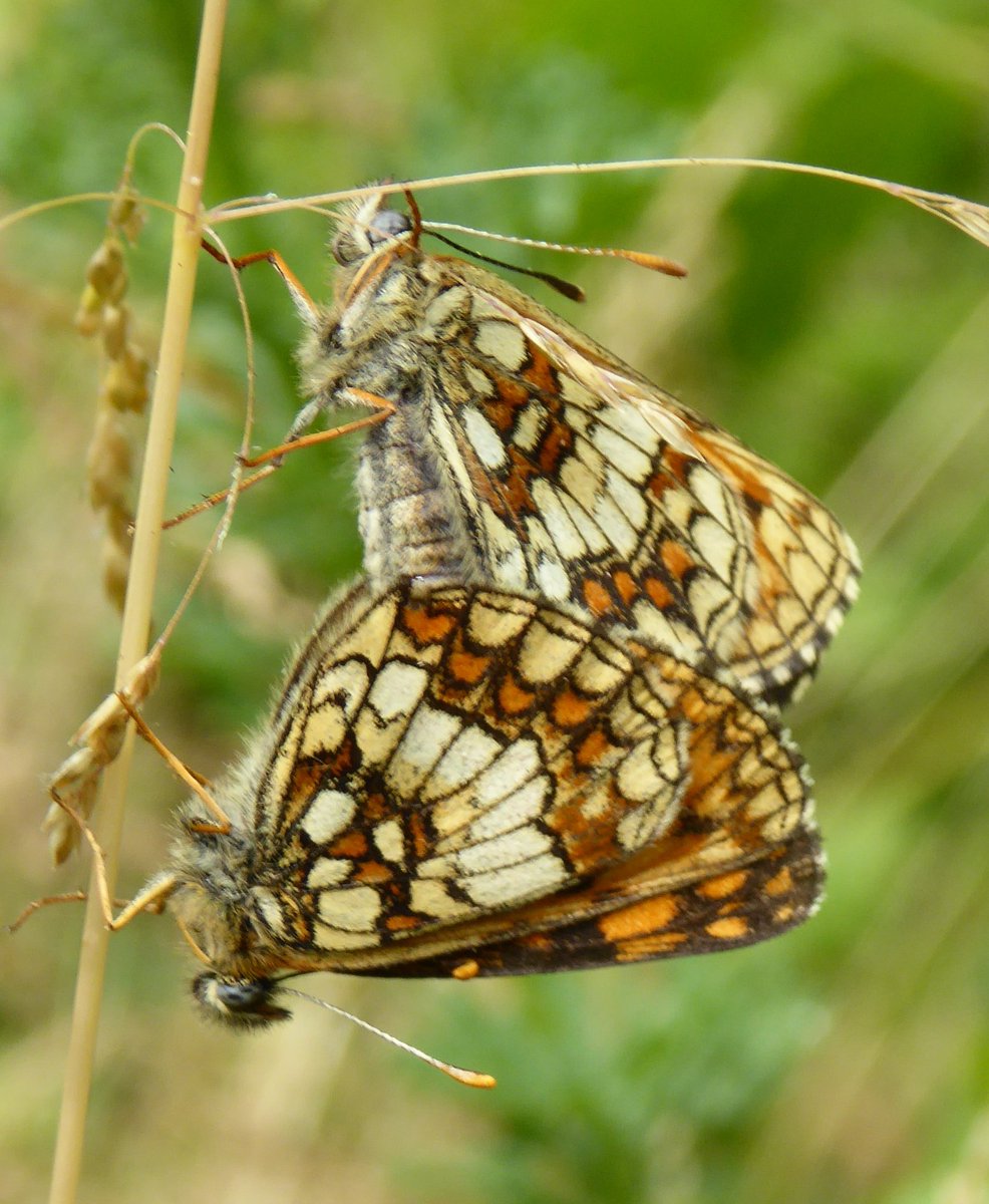 WORK PARTY
The winter work party season continues this Sunday, 18th February at Hadleigh Great Wood in SE Essex. 10am
Please help us with essential conservation work to support the endangered Heath Fritillary. There is always plenty of work that needs to be done. 1/