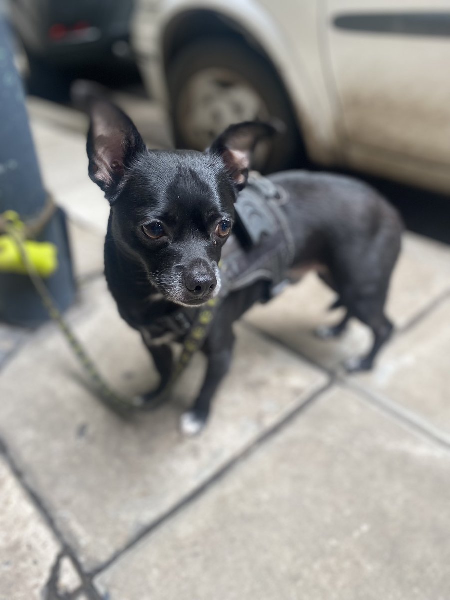 CosaIndiscreta's tweet image. Se llama Rocky! Lo encontré en Av. libertador y Sinclair
Está asustado tiene correa y pretal.
Ojalá aparezca su dueño!