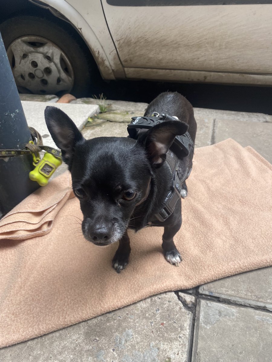 CosaIndiscreta's tweet image. Se llama Rocky! Lo encontré en Av. libertador y Sinclair
Está asustado tiene correa y pretal.
Ojalá aparezca su dueño!