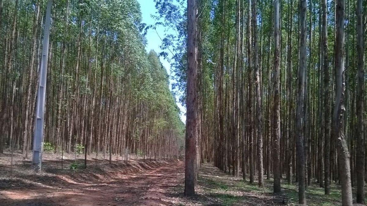 MarilarAleix's tweet photo. Aclaración de parte dunha bióloga: En Galicia NON hai “bosques de eucaliptos” hai plantacións, que é distinto, igual que non hai bosques de millo nin sequera de limoeiros (árbores marabillosas). Non hai flores, mato (sotobosque) baixo os eucaliptos. En Australia si, Ayuso, vai! https://t.co/yaMXzKc1o7